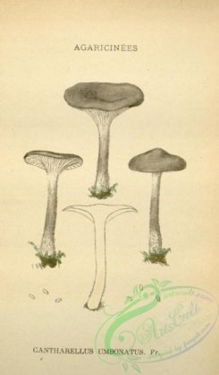 mushrooms-08504 - 094-cantharellus umbonatus