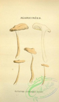mushrooms-08543 - 133-clitocybe ochracea
