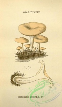 mushrooms-08551 - 141-clitocybe socialis