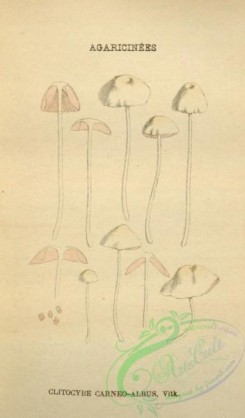 mushrooms-08554 - 144-clitocybe carneo-albus