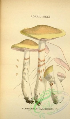 mushrooms-08614 - 204-cortinarius claricolor