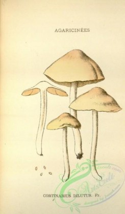 mushrooms-08625 - 215-cortinarius dilutus