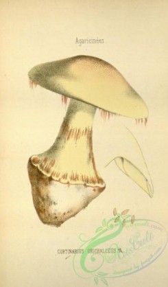 mushrooms-08649 - 239-cortinarius orichalceus