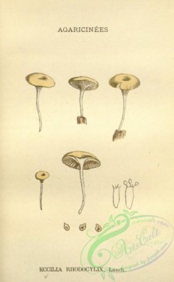 mushrooms-08678 - 006-eccila rhodocylix