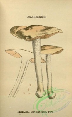 mushrooms-08717 - 045-hebeloma longicaudus