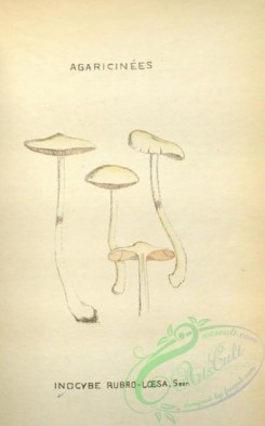 mushrooms-08781 - 109-inocybe rubro-loesa