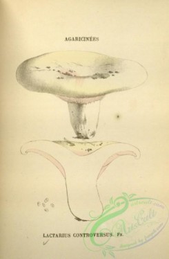 mushrooms-08789 - 117-lactarius controversus