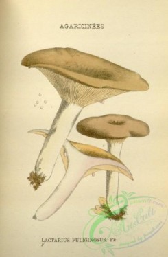 mushrooms-08792 - 120-lactarius fuliginosus