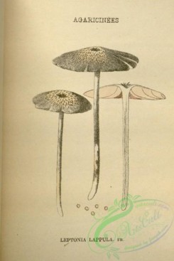 mushrooms-08843 - 171-leptonia lappula