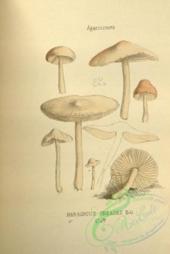 mushrooms-08852 - 180-marasmius oreades