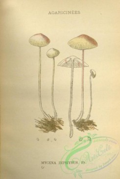 mushrooms-08890 - 218-mycena zephyrus