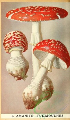 mushrooms-08895 - 006-amanita muscarius