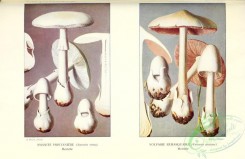 mushrooms-08916 - 004-amanita verna, volvaria speciosa