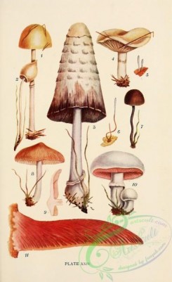 mushrooms-08947 - 024-stropharia semiglobata, psilocybe semilanceata, coprinus comatus, hebeloma fastibile, pistillaria quisquilaris, typhula phacorrhiza
