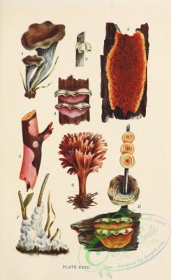 mushrooms-08955 - 032-craterellus cornucopioides, cyphella capula, hymenochaete rubiginosa, stereum purpureum, peniophora rosea