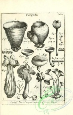 mushrooms_bw-00028 - 152-fungoides