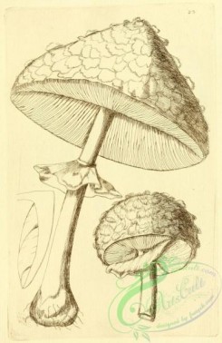 mushrooms_bw-00135 - 023-Ruffled Agaric