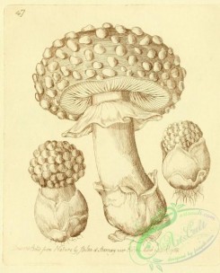 mushrooms_bw-00157 - 047c-Warty Agaric