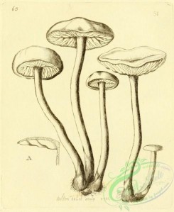 mushrooms_bw-00174 - 063-Amethyst Agaric