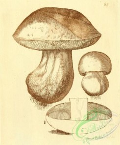mushrooms_bw-00194 - 085-Brown Boletus