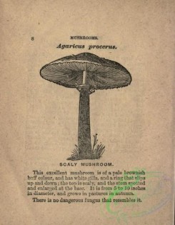 mushrooms_bw-00206 - 118-Scaly Mushroom, agaricus procerus