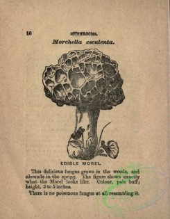 mushrooms_bw-00207 - 119-Edible Morel, morchella esculenta
