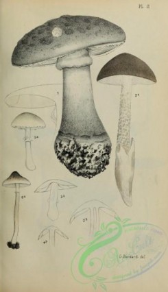 mushrooms_bw-00310 - black-and-white 002-agaricus strobiliformis, agaricus vaginatus, agaricus holosericeus, agaricus cristatus