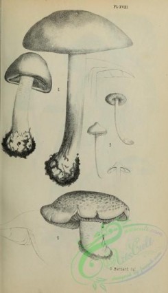 mushrooms_bw-00319 - black-and-white 018-agaricus elatus, agaricus diffractus, agaricus geophyllus