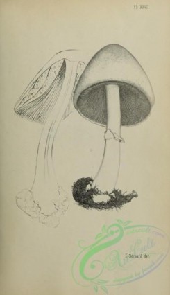 mushrooms_bw-00324 - black-and-white 027-agaricus separatus