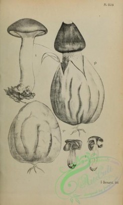 mushrooms_bw-00346 - black-and-white 049-agaricus nebularis, phallus impudicus, helvella sulcata