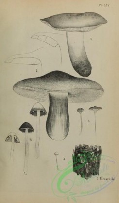 mushrooms_bw-00351 - black-and-white 054-agaricus coryphaeus, agaricus rutilans, agaricus setipes, agaricus tenerrimus, agaricus fibrillosus