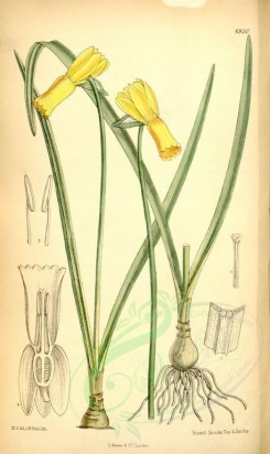narcissus-00040 - 6950-narcissus cyclamineus [2220x3729]