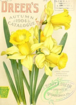narcissus-00097 - 003-Daffodil