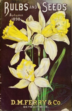 narcissus-00105 - 043-Daffodil