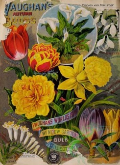 narcissus-00123 - 025-Narcissus, Tulips, Crocus, bouquet