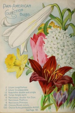 narcissus-00160 - 027-lilium longiflorum, lilium incomparable, hyacinths, Tulips, narcissus, crocus