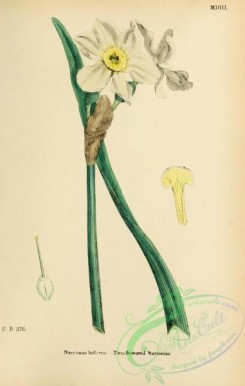 narcissus-00167 - Two-flowered Narcissus, narcissus biflorus