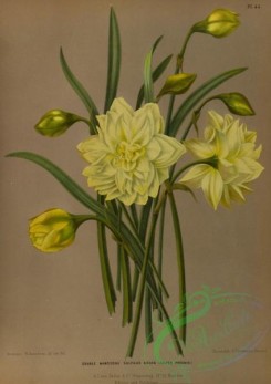 narcissus-00168 - Double Narcissus sulphur Kroon silver phoenix