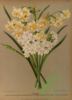 narcissus-00170 - Double Roman Narcissus, Paper White Narcissus, narcissus papyraceus-tazetta totus albus