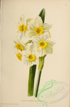 narcissus-00177 - Bunch-flowered Narcissus