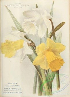 narcissus-00190 - Daffodil