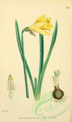 narcissus-00194 - Common Daffodil, narcissus pseudo-narcissus