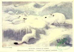 nature_and_art-00014 - 003-Highland animals in winter