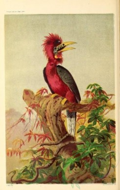 nature_and_art-00075 - 009-Badking Bird, buceros nipalensis