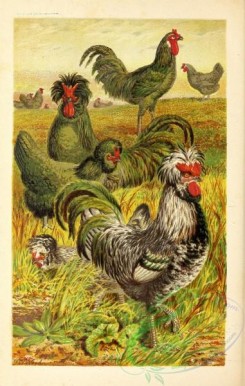 nature_and_art-00097 - 031-French Poultry