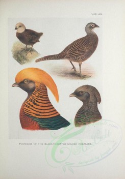 nestlings-00046 - Black-throated Golden Pheasant [3299x4742]