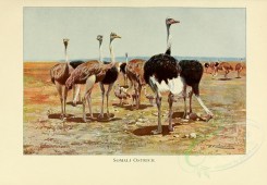 nestlings-00051 - Somali Ostrich [3102x2153]