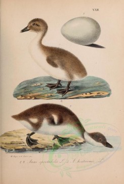 nestlings-00057 - King Eider, Harlewuin Duck [2722x4021]