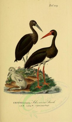 nestlings-00179 - Black Stork [1945x3270]