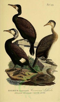 nestlings-00189 - Great Cormorant [1945x3270]